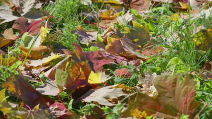 Colorful Autumn Leaves Are Brightly Laid on the Ground, Surrounded by Lush Green Grass
