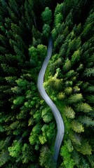Aerial View Winding Road Through Evergreen Forest Landscape Photography