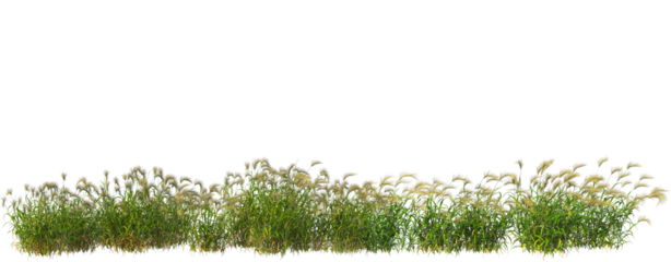 Wild Foxtail Grass Border Isolated