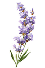 Obraz premium Delicate Lavender Flower Sprig with Purple Blooms and Green Leaves on Black plant, Isolated, Png Transparent Background