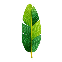 Obraz premium Single Large Green Banana Leaf with Yellow Stem on Black Background tropical, Isolated, Png Transparent Background