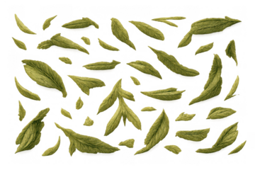 Green tea leaves falling, dry herbal ingredient scattered on transparent background, detox health concept