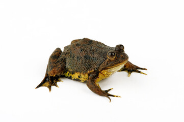 Fototapeta premium Reisfrosch, Java–Schwimmfrosch, Schwimmfrosch // Green puddle frog (Occidozyga lima)