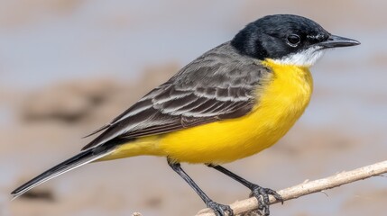Yellow and Black Songbird Sitting on Thin Branch in Natural Habitat