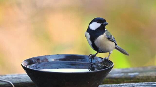 水を飲むシジュウカラ