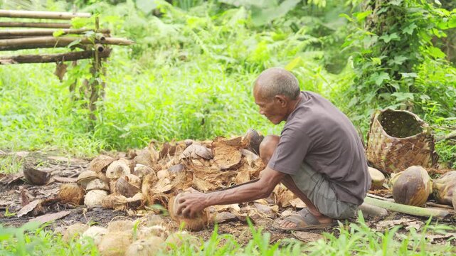 An old asian copra farmer removing coconut husk with machete on farm or plantation, grey hair, maumere, flores island, indonesia, indonesian people