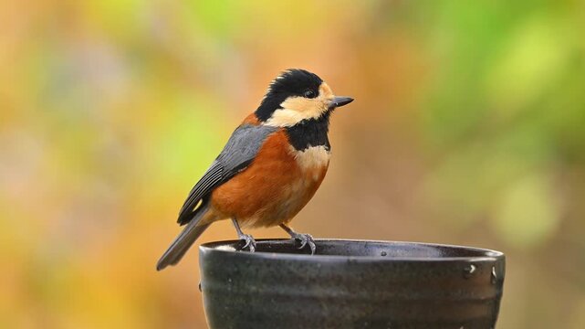 水を飲むヤマガラ