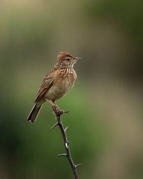 Rufous-naped Lark standing alert on a thorn-covered branch, showcasing its raised crest and rich reddish-brown plumage. Photographed in its natural grassland habitat in Southern Africa, this ground