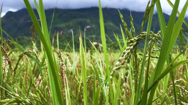 A rice field surrounded by rock formations in Vangvyeng, Laos. Vangvyeng is a popular destination for adventure tourism in the limestone karst landscape. A rice field landscape in Vangvyeng, Laos PDR.