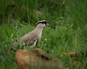 Obraz premium Crowned Lapwing standing among green grass and scattered rocks in a natural savanna habitat. Great for use in birdlife publications, African wildlife content, eco-tourism materials, and educational