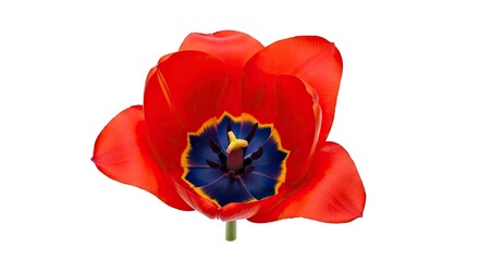 Vibrant Red Tulip Blossom with Striking Blue Center on White Background.