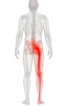 Human skeleton showing sciatic nerve pain from lower spine through leg medical anatomy illustration isolated on white background