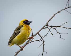 Fototapeta premium Male Southern Masked Weaver sitting on a bare twig against a pale sky, showing its vivid yellow plumage and distinctive black facial mask. This vibrant bird is known for its intricate nest-building