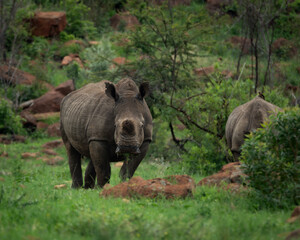 Fototapeta premium Detailed view of a white rhinoceros standing in tall grass with another rhino in the background. This powerful wildlife image captures the texture and presence of the endangered species in its native