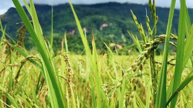 A rice field surrounded by rock formations in Vangvyeng, Laos. Vangvyeng is a popular destination for adventure tourism in the limestone karst landscape. A rice field landscape in Vangvyeng, Laos PDR.