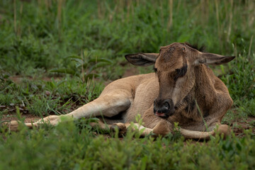 Fototapeta premium Young wildebeest calf lying and resting in lush green grass, captured in its natural African savanna habitat. The calm posture and soft natural surroundings highlight early life stages of African