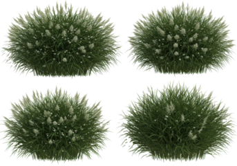 four hyper-photorealistic ornamental dwarf fountain grass bushes with deep emerald foliage and tiny white star flowers, isolated on a transparent studio background. concept for landscape architecture