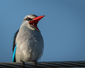 Striking woodland kingfisher with vivid blue wings and a bright red beak perched on a fence post...