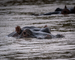 Fototapeta premium Close-up of a hippopotamus with eyes and ears just above the water surface, surrounded by raindrops hitting a muddy river. This atmospheric wildlife shot captures the calm intensity of a hippo in its