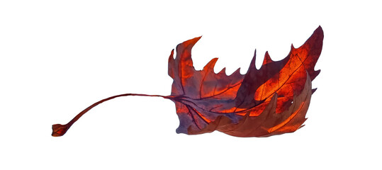 leaf falling dry autumn isoated brown for backgorund