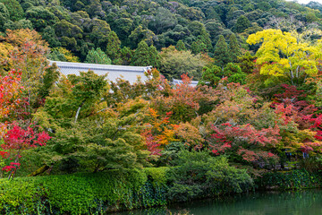 京都、永観堂の秋