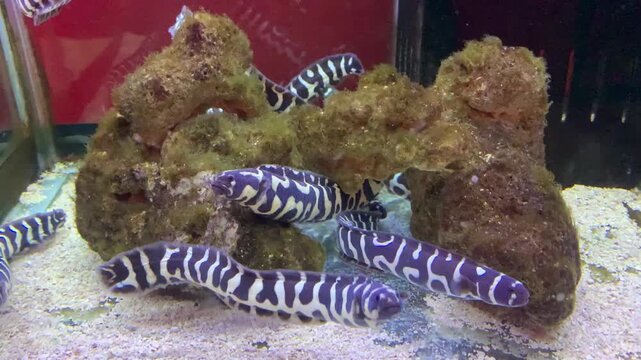 Pholidichthys leucotaenia is a species of fish commonly known as the convict blenny or engineer goby