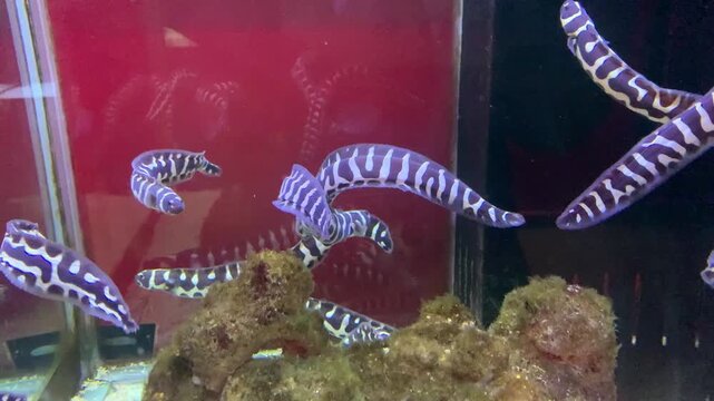 Pholidichthys leucotaenia is a species of fish commonly known as the convict blenny or engineer goby