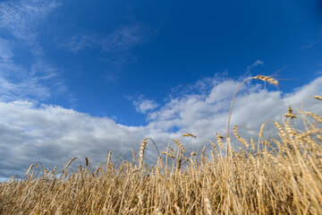 Obraz premium Expansive golden wheat fields stretch out elegantly under a bright sky and a clear blue atmosphere