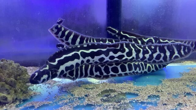 Pholidichthys leucotaenia is a species of fish commonly known as the convict blenny or engineer goby