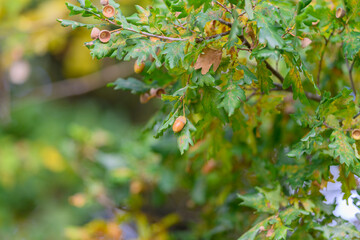 Fototapeta premium The Vibrant Oak Leaves adorned with Acorns beautifully showcase the wonders of Nature