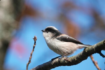 落葉した木の枝にとまるエナガ