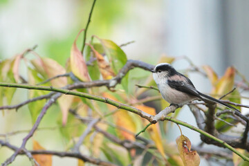 紅葉した木にとまるエナガ
