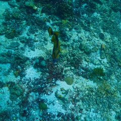 Underwater photography of Giant Titan Trigger fish. Attacking. From a  scuba dive in Thailand.