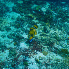 Underwater photography of Giant Titan Trigger fish. Attacking. From a  scuba dive in Thailand.