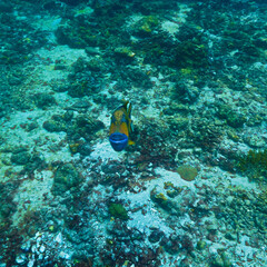 Underwater photography of Giant Titan Trigger fish. Attacking. From a  scuba dive in Thailand.