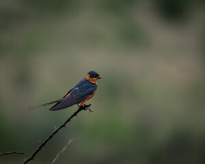 Swallow with dark plumage and rufous belly sitting on a bare tree branch in a green woodland...