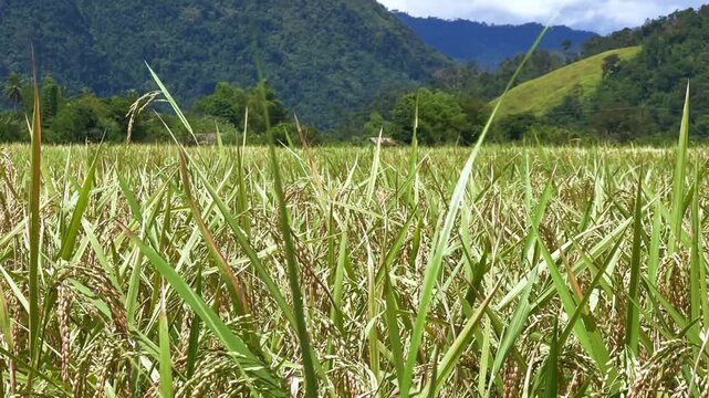A rice field surrounded by rock formations in Vangvyeng, Laos. Vangvyeng is a popular destination for adventure tourism in the limestone karst landscape. A rice field landscape in Vangvyeng, Laos PDR.