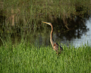 Elegant African purple heron with a long neck and slender body poised in tall green grass beside a calm reflective water body. Captured in natural light, this serene wetland scene is ideal for