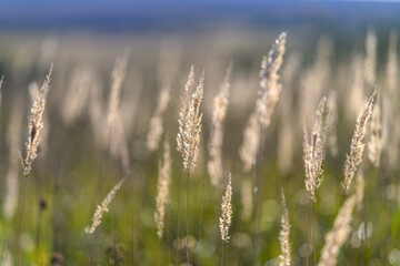 Golden Grasses in a Serene Field at Dusk Are Bathed in Soft, Warm Sunlight Amidst Natures Calmness