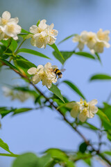 Obraz premium A Bee Effectively Pollinating Vibrant Blossoms on a Beautiful, Clear, Sunny Day in Natures Splendor