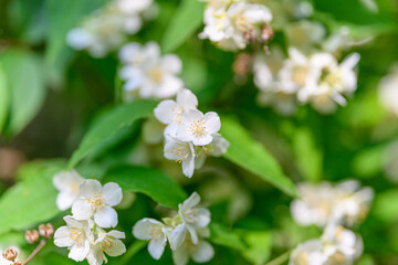 Fototapeta premium Delicate and Beautiful White Flowers Surrounded by Lush and Vibrant Greenery in Natures Embrace