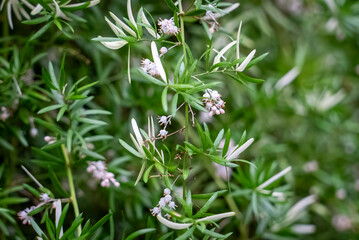 アスパラガスエチオピクスの花