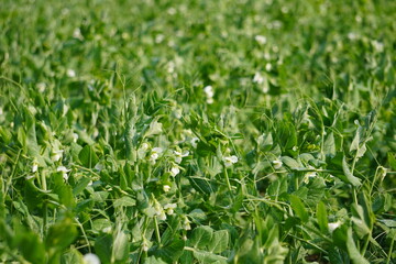 Obraz premium Flowering Pea Plants in Green Field