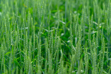 A Beautiful Lush Green Wheat Field Enhanced with Sparkling Dew Drops in the Morning Light