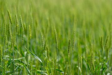 Vibrant Green Grasses Flourishing in Their Natural Habitat for All to Enjoy and Appreciate