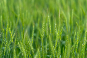 Fototapeta premium A lush green grass field bathed in natural light and vibrant sunshine offers a picturesque scene