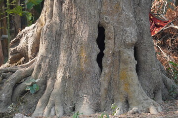Hollow Tree Trunk with Gnarled Roots in Natural Setting
