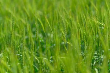 Obraz premium A Beautiful Lush Green Grass Field Bathed in Bright Sunlight and Warm Rays of Light