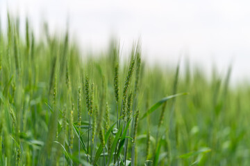 Obraz premium A Lush and Vibrant Green Wheat Field Stretching Under Soft and Fluffy Clouds In The Sky Above