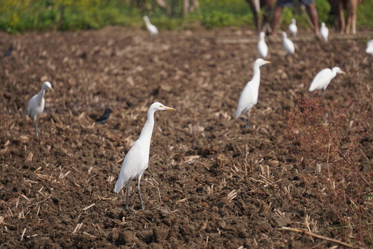 Egrets Foraging on a Plowed Agricultural Field